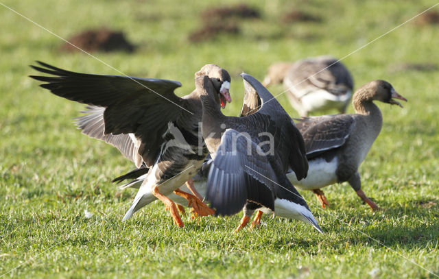 White-fronted goose (Anser albifrons)