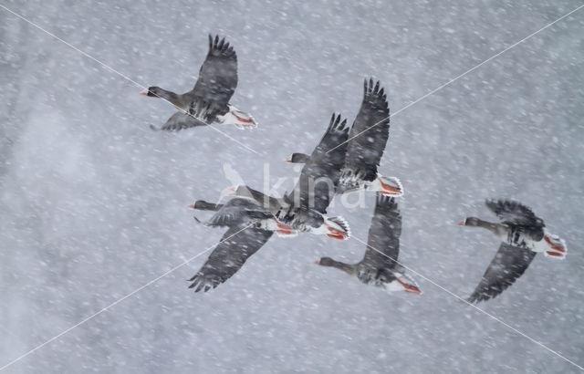 White-fronted goose (Anser albifrons)