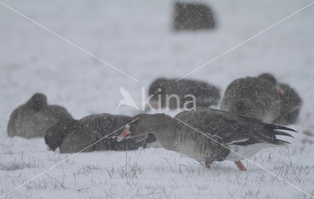White-fronted goose (Anser albifrons)