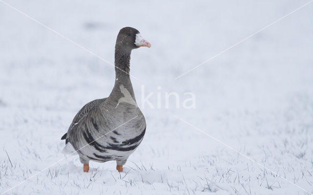 White-fronted goose (Anser albifrons)