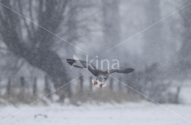 White-fronted goose (Anser albifrons)