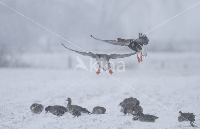 White-fronted goose (Anser albifrons)