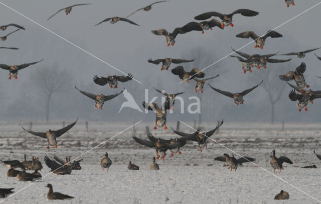 White-fronted goose (Anser albifrons)