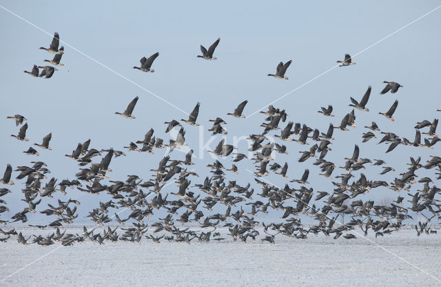 White-fronted goose (Anser albifrons)