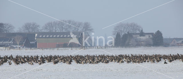 Kolgans (Anser albifrons)
