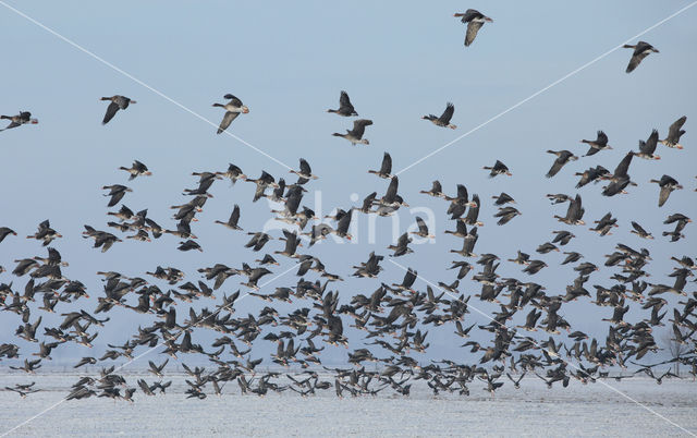 White-fronted goose (Anser albifrons)