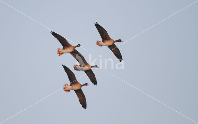 White-fronted goose (Anser albifrons)