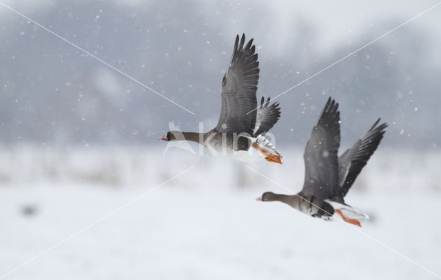 White-fronted goose (Anser albifrons)