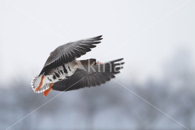 White-fronted goose (Anser albifrons)