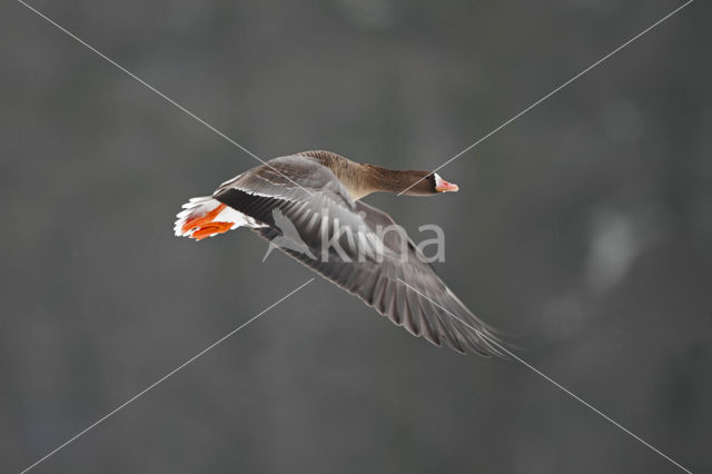 White-fronted goose (Anser albifrons)