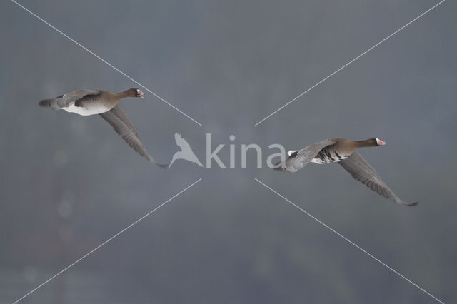 White-fronted goose (Anser albifrons)