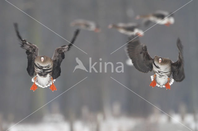 White-fronted goose (Anser albifrons)