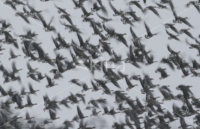 White-fronted goose (Anser albifrons)