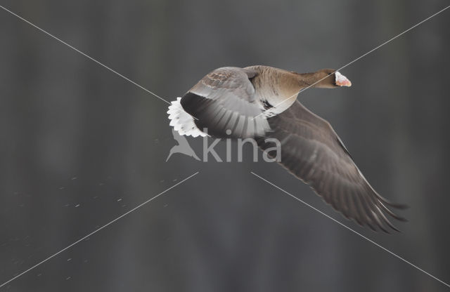 White-fronted goose (Anser albifrons)