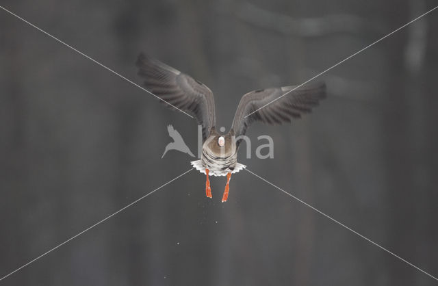 White-fronted goose (Anser albifrons)
