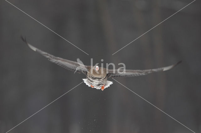 White-fronted goose (Anser albifrons)