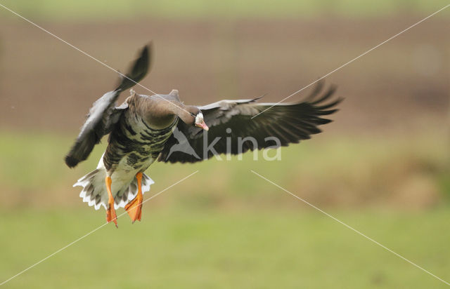 White-fronted goose (Anser albifrons)