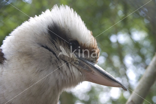 Kookaburra (Dacelo novaeguineae)