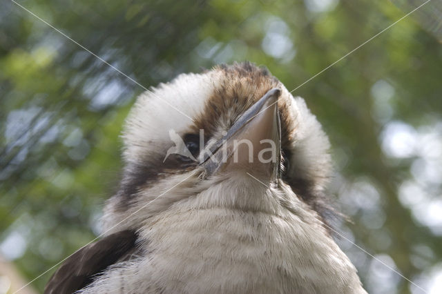 Laughing kookaburra (Dacelo novaeguineae)