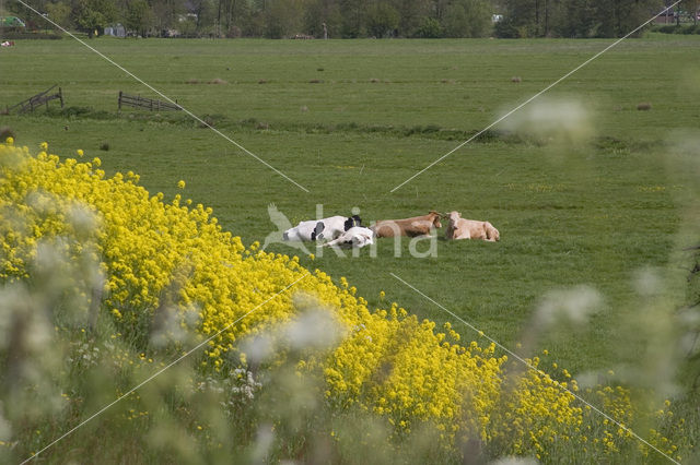 Koolzaad (Brassica napus)