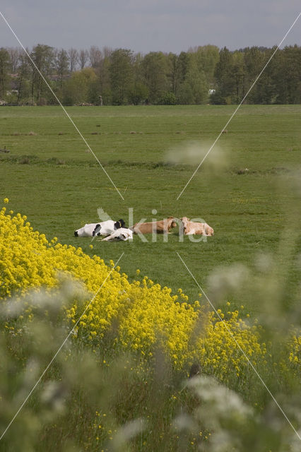 Koolzaad (Brassica napus)