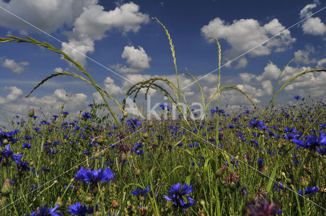 Cornflower (Centaurea cyanus)