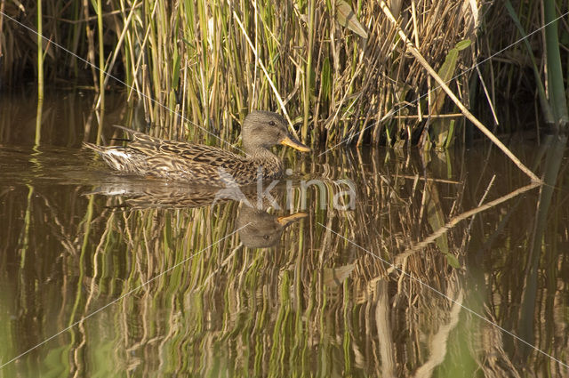 Krakeend (Anas strepera)