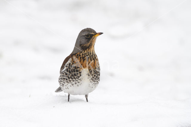 Kramsvogel (Turdus pilaris)