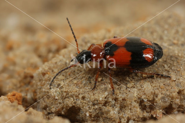 Kruispronkloopkever (Lebia cruxminor)