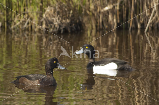 Tufted Duck (Aythya fuligula)