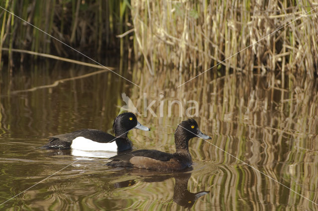 Tufted Duck (Aythya fuligula)