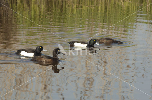 Tufted Duck (Aythya fuligula)