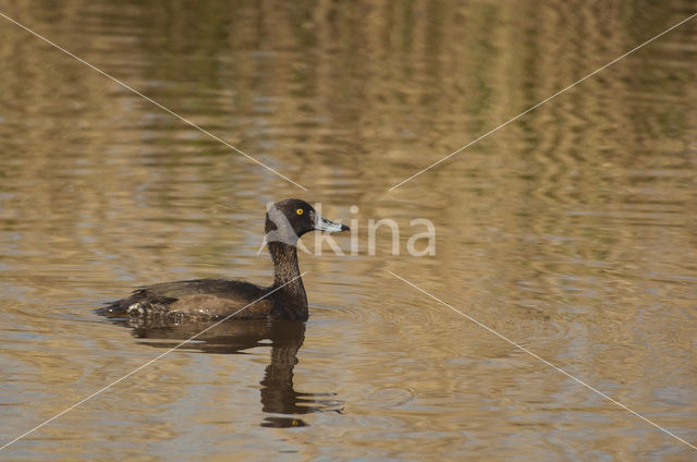 Tufted Duck (Aythya fuligula)