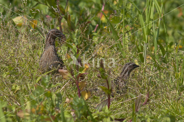 Common Quail (Coturnix coturnix)