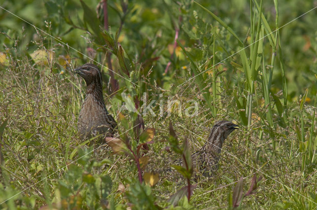 Common Quail (Coturnix coturnix)