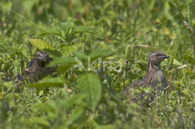 Common Quail (Coturnix coturnix)