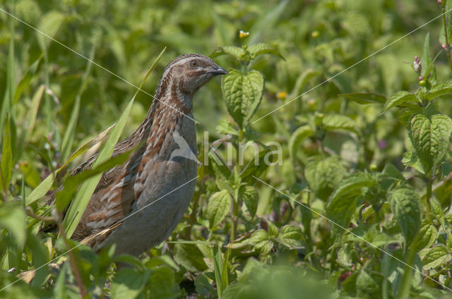 Common Quail (Coturnix coturnix)