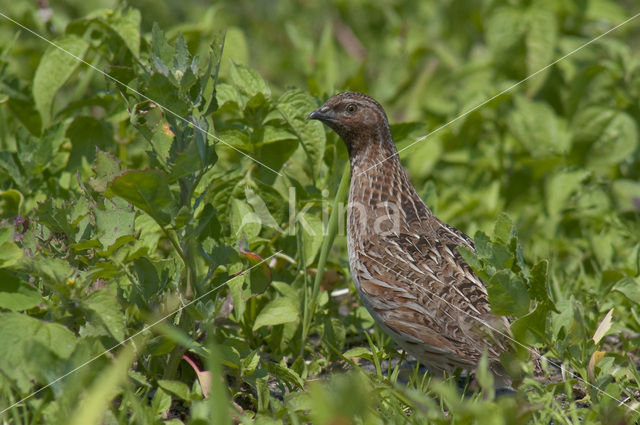 Common Quail (Coturnix coturnix)