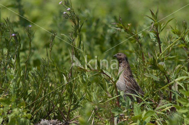 Common Quail (Coturnix coturnix)