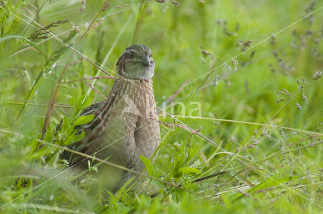 Common Quail (Coturnix coturnix)