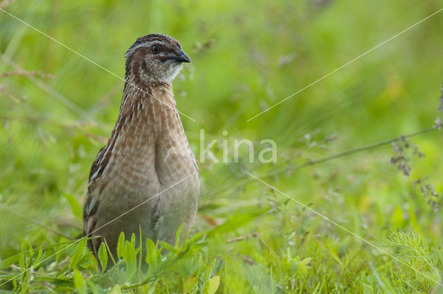 Kwartel (Coturnix coturnix)