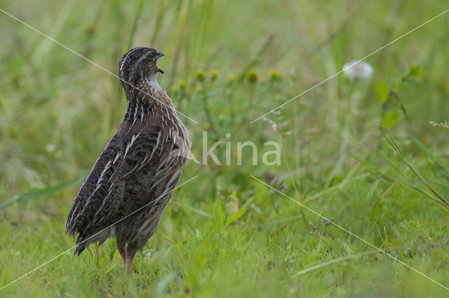 Common Quail (Coturnix coturnix)