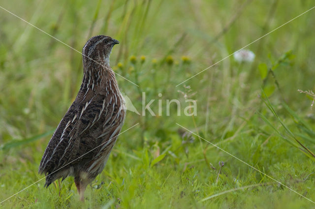 Kwartel (Coturnix coturnix)