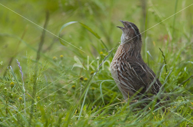 Common Quail (Coturnix coturnix)