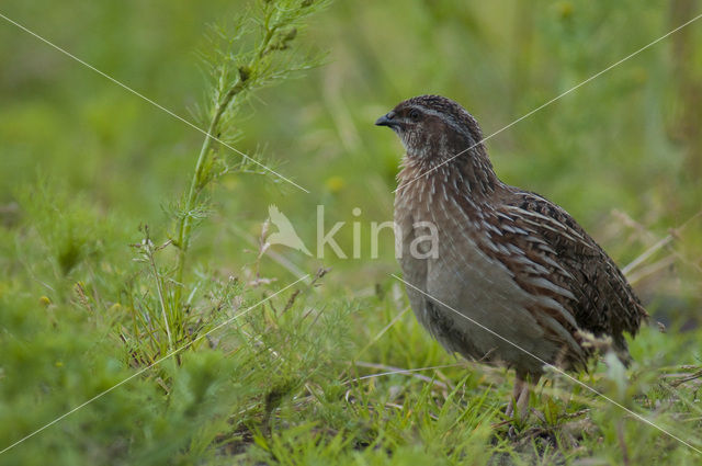 Common Quail (Coturnix coturnix)