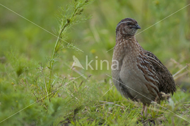 Common Quail (Coturnix coturnix)