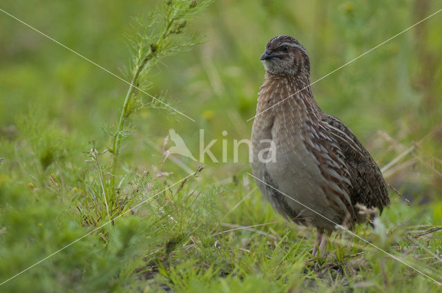 Common Quail (Coturnix coturnix)