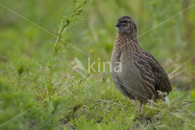 Kwartel (Coturnix coturnix)