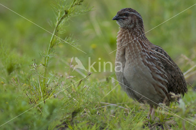 Common Quail (Coturnix coturnix)
