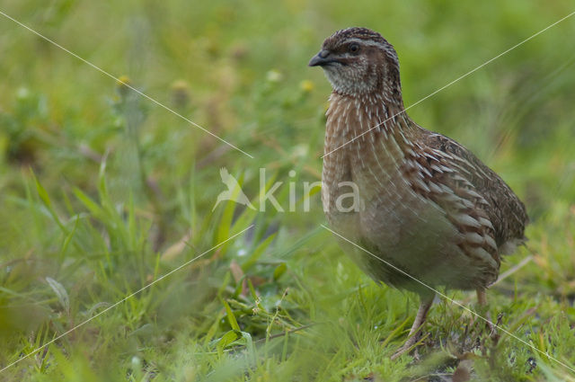 Common Quail (Coturnix coturnix)